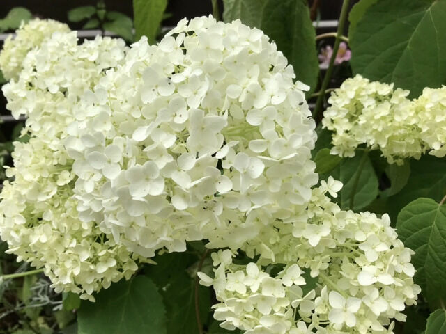 アナベルの花のアップ