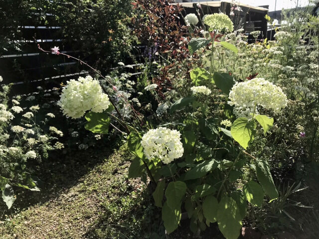 鉢植えのアナベルが開花