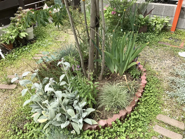 オルレアを抜いた庭の植栽