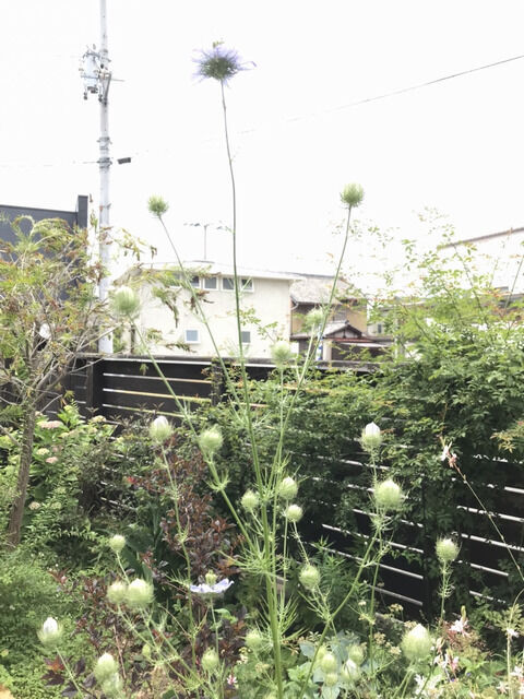 ニゲラ・ブルーイスタンブールの開花した様子