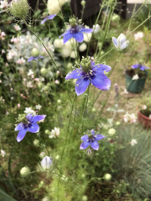 ニゲラ・ブルーイスタンブールの開花した様子