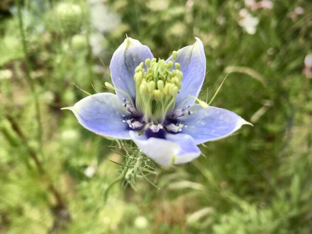 ニゲラ・ブルーイスタンブールの花のアップ