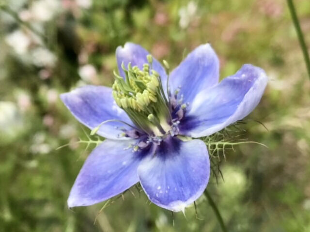 ニゲラ・ブルーイスタンブールの花のアップ