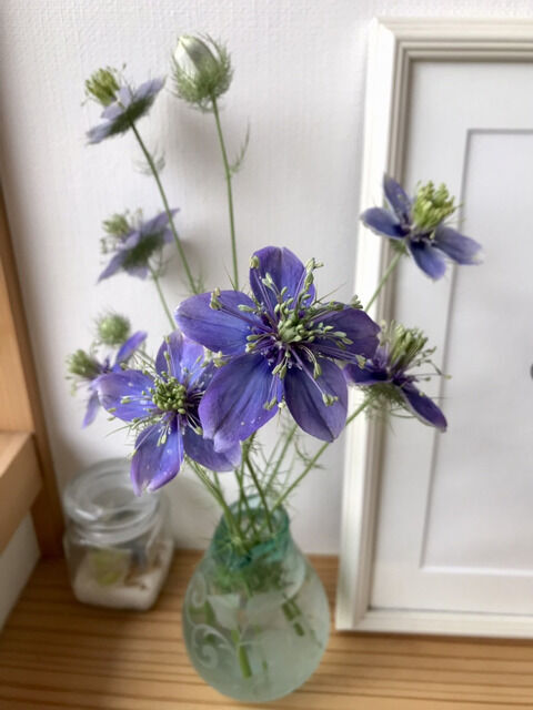 ニゲラ・ブルーイスタンブールを花瓶に生けた様子