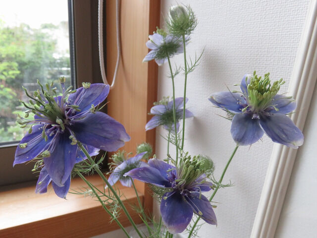 ニゲラ・ブルーイスタンブールの花のアップ