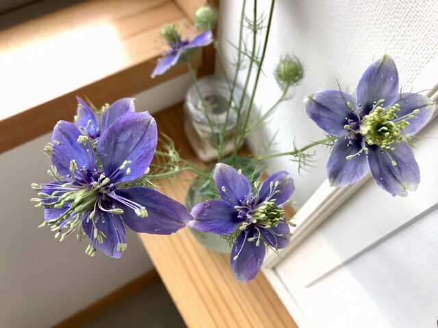 ニゲラ・ブルーイスタンブールの花のアップ