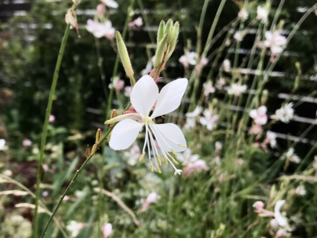 ガウラの花のアップ