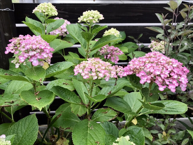 ピンクのオタフクアジサイの花