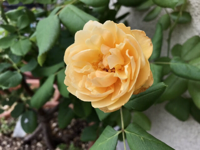ロアルドダールの2番花