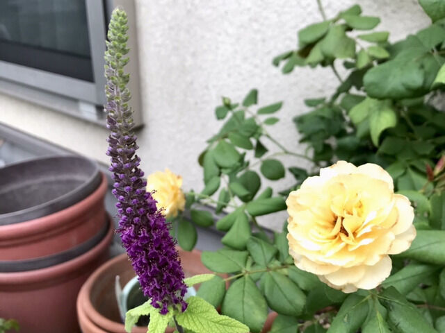 テウクリウムとロアルドダール