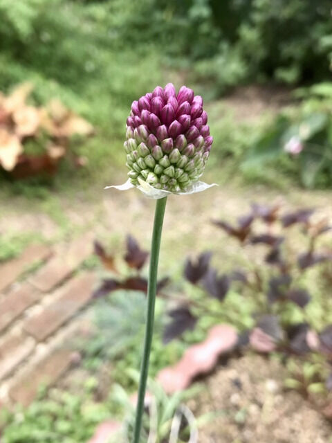 アリウム丹頂の花