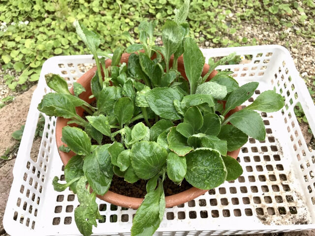 ジギタリスの挿し芽