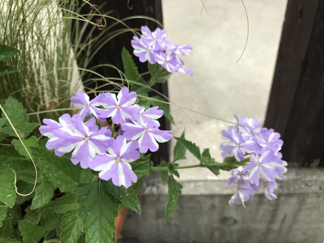 スーパーベナ・アイストゥインクルの花