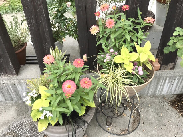 2023年夏の寄せ植え