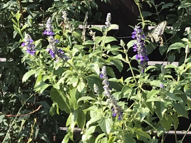 サルビアの花にきたアゲハチョウ