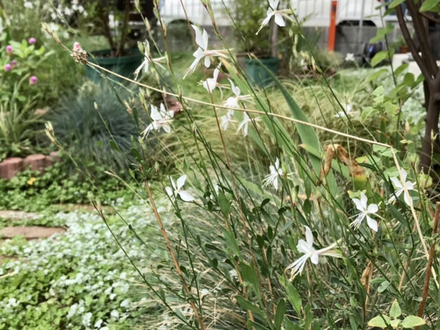 切り戻したガウラの白い花