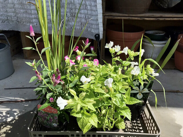 8月に買った夏の花いろいろ