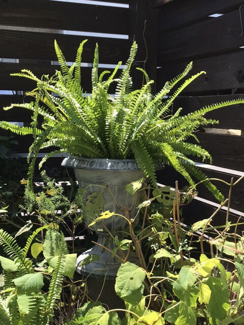 タマシダの大鉢を飾る