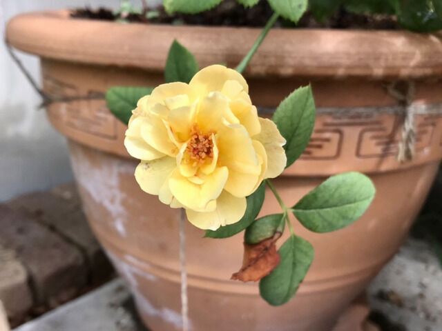 ロアルドダールの夏の花