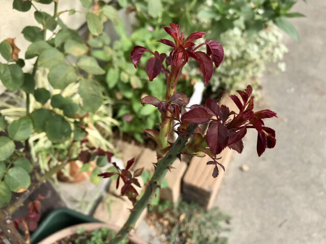 サンセットグロウの新芽