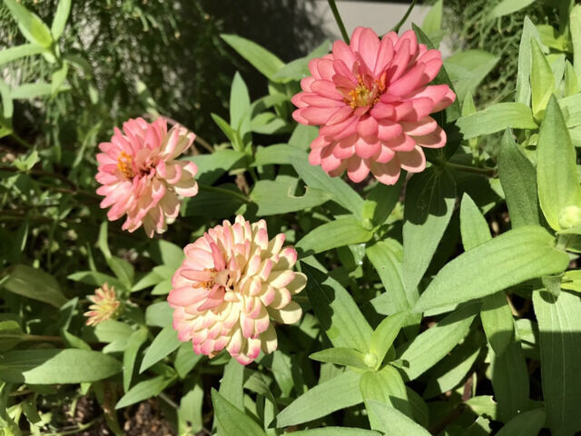 ピンクのジニアの花