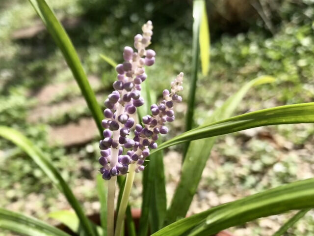 ヤブランの花