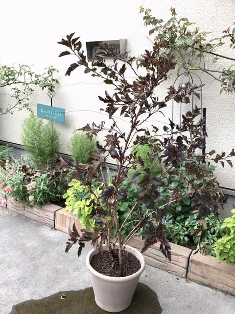 鉢植えにしたディアボロ