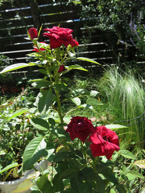 ラバグルートの夏の花