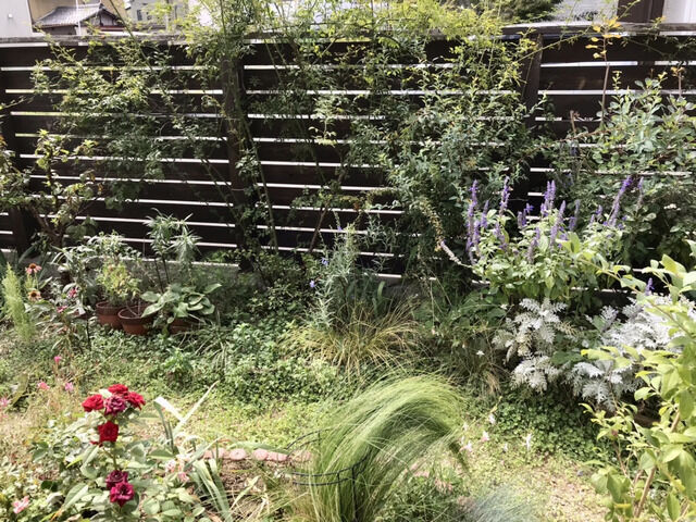 残暑で荒れた10月の庭