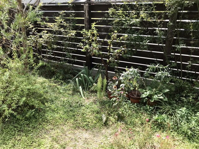 残暑で荒れた10月の庭