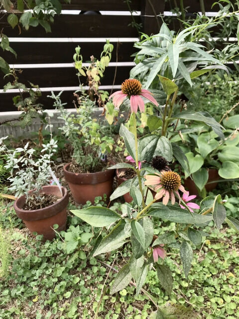 花が傷んでいるエキナセア