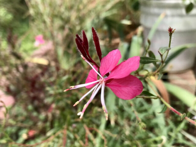 ピンクのガウラ小紅の花