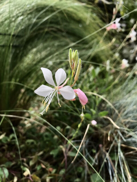 白いガウラの花