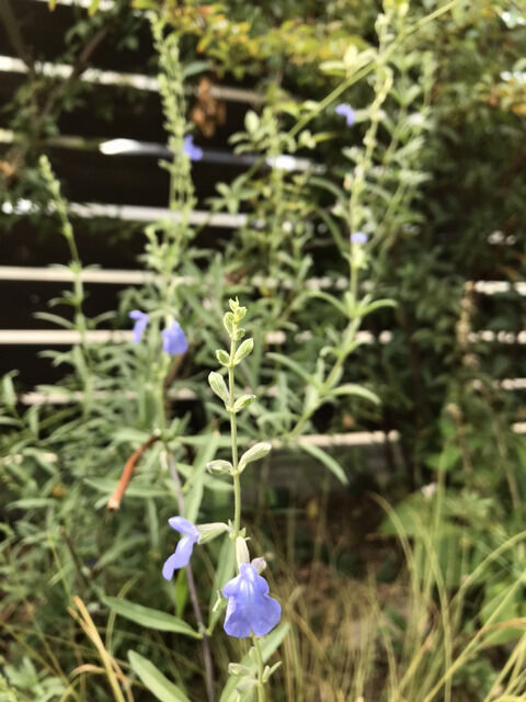 コバルトセージの花のアップ