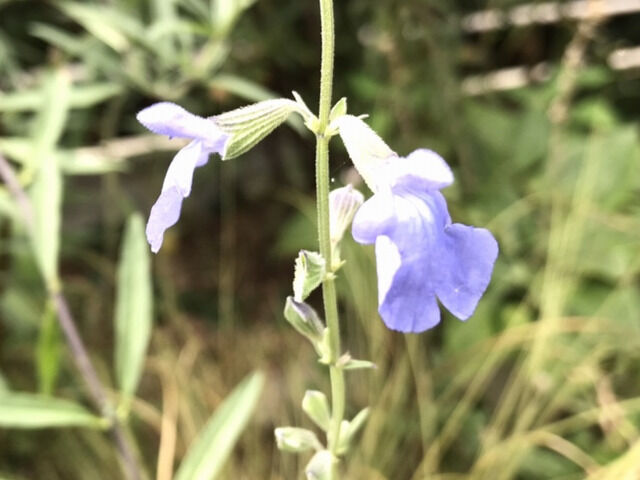 コバルトセージの花のアップ