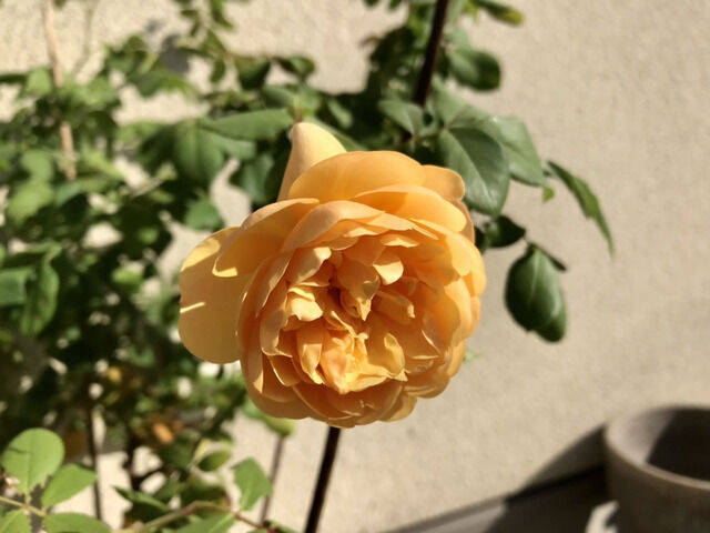 ロアルドダールの秋の花