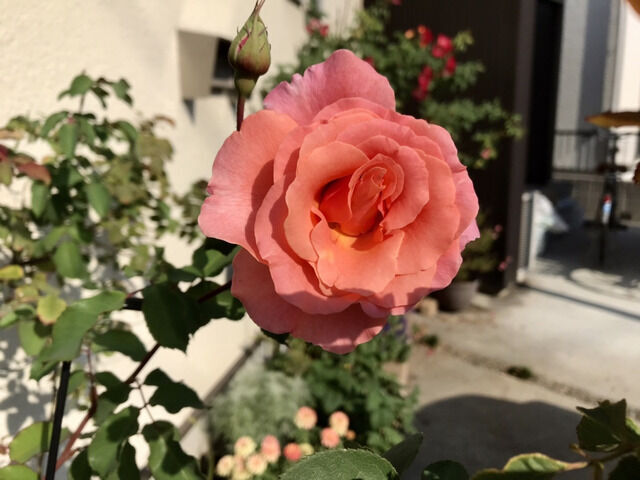 サンセットグロウの秋の花