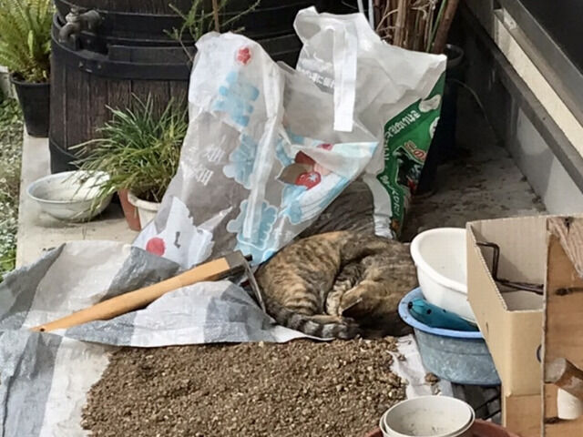 犬走りorポーチで昼寝する猫