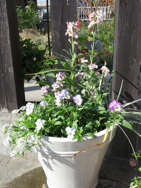 ストック ネメシア ビオラの寄せ植え