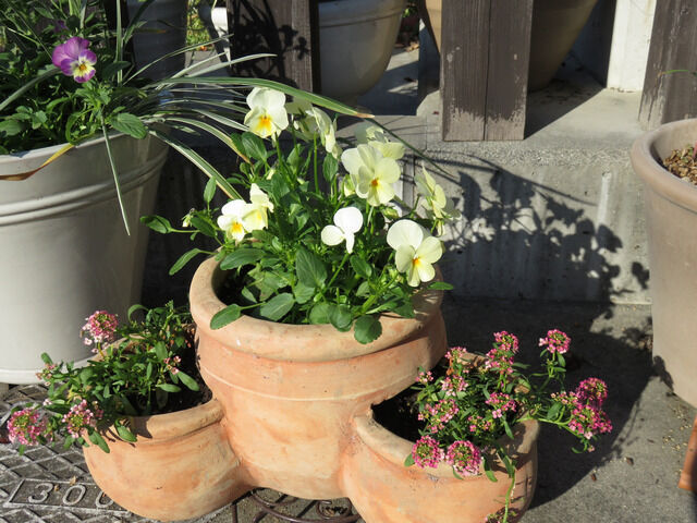 ビオラとアリッサムのポット