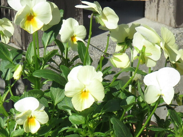 クリーム色のビオラのアップ