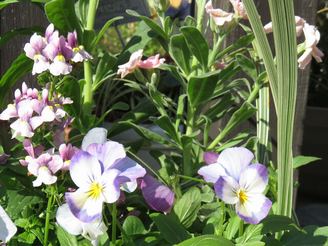 ストック ネメシア ビオラの寄せ植え