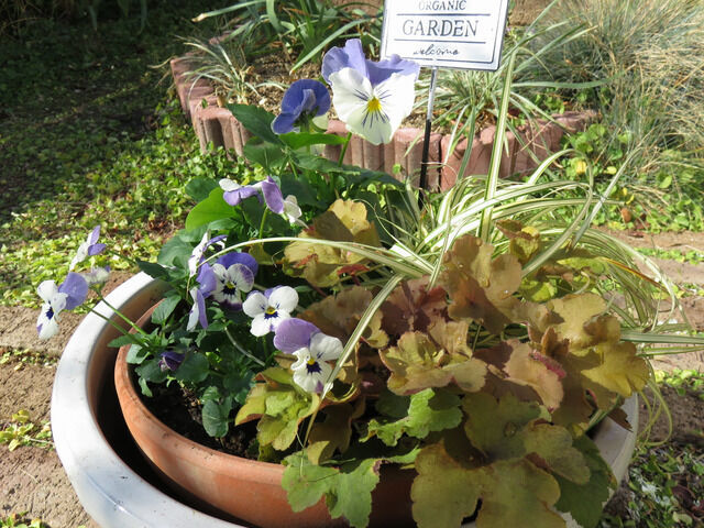 バイカラーのビオラの寄せ植え