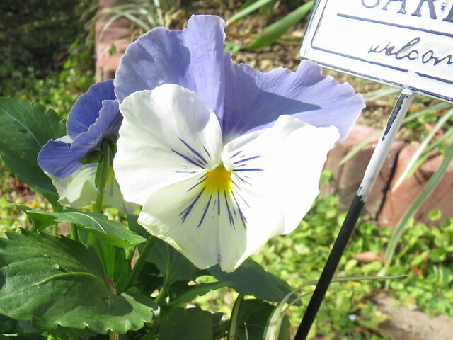 バイカラーのビオラのアップ