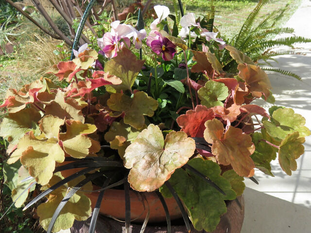 ビオラとヒューケラの寄せ植え