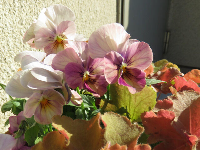 ビオラとヒューケラのアップ