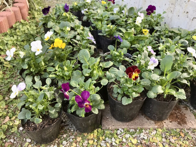 鉢増し作業後のビオラの苗たち