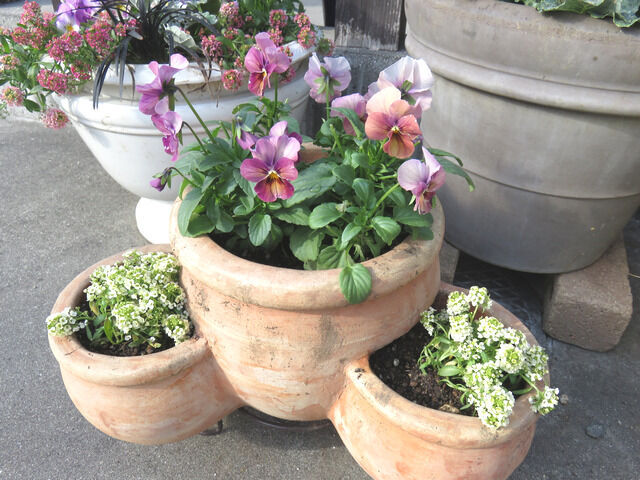 ストロベリーポットの寄せ植え