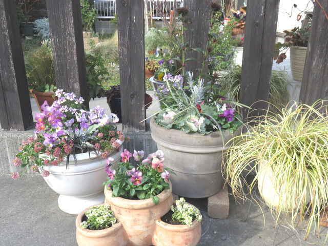 お正月の寄せ植えを並べたアプローチの様子