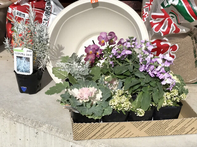 12月に購入した寄せ植えの苗たち
